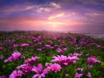 Sunset On A Field Of Daisies