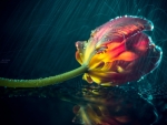 Tulip in Rain