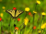 Wildflowers and Butterfly