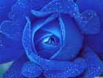Freshness of a blue rose