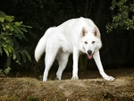 White dog