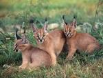 Cute Caracals