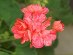 Geranium(Single New Life)