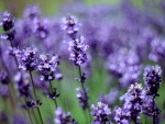 Lavender ...for you