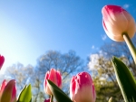 Blooming Tulips