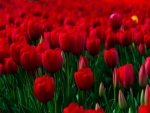 Field of tulips