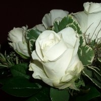 Wedding Roses
