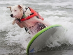 Surfing Dog :)