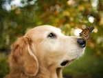 Cute Dog and Butterfly