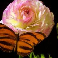 âœ¿âŠ±â€¢â•®Ranunculus & Butterflyâ•­â€¢âŠ°âœ¿