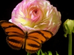 âœ¿âŠ±â€¢â•®Ranunculus & Butterflyâ•­â€¢âŠ°âœ¿