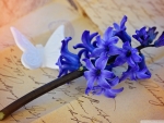 Beautiful Purple hyacinth and his butterfly thoughts