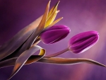 Purple Tulips