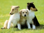  Sweet Dog Family
