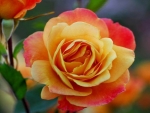 Beautiful Rose