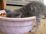 Kitten In A Bowl