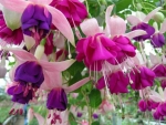 Fuchsia