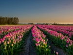 Tulips Field