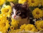 Cute Kitty