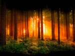 Fiery forest