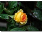 Yellow Rose Bud