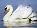 Swan