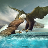 Eagles Fighting Over Fish