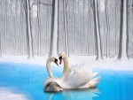 ~Swan Couple~