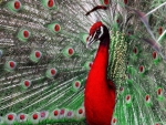 ~Peacock~