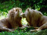 Beautiful Lions
