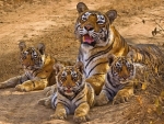 Tigers