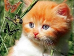 Cute Kitten and Butterflies