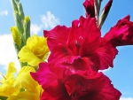 Colorful Gladiolus