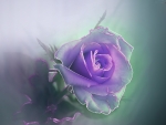 Beautiful Violet Rose