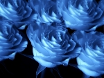 Blue Roses â™¥