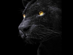 Black fury