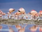 Baby Flamingos feeding