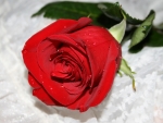 Red Rose