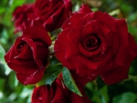 Lovely fresh Red Roses