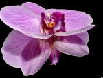 Innocent orchid