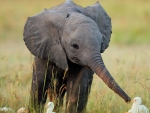 Friendly Baby Elephant