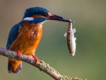 King Fisher