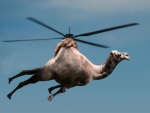 Flying Camel