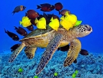 Underwater Turtle