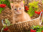 Cute Kitten in the Basket