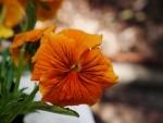 Orange Pansy