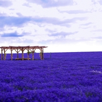 Lovely Lavender Fields