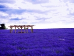 Lovely Lavender Fields