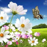 Flowers and Butterfly