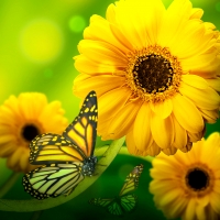 Flowers and Butterfly